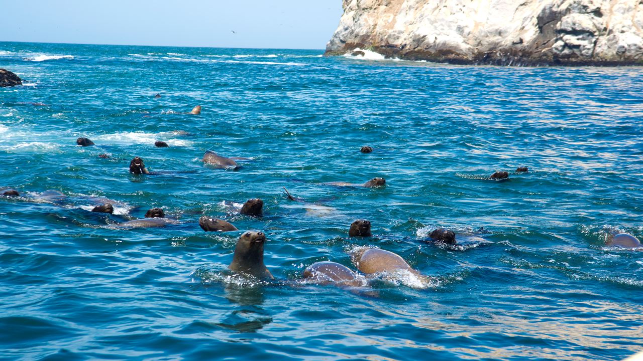 Islas Palomino (5)