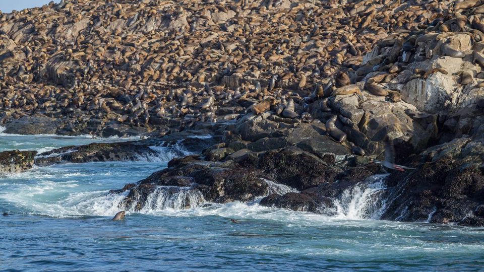 Passeio de Barco do porto do Callao até Islas Palomino foto 9