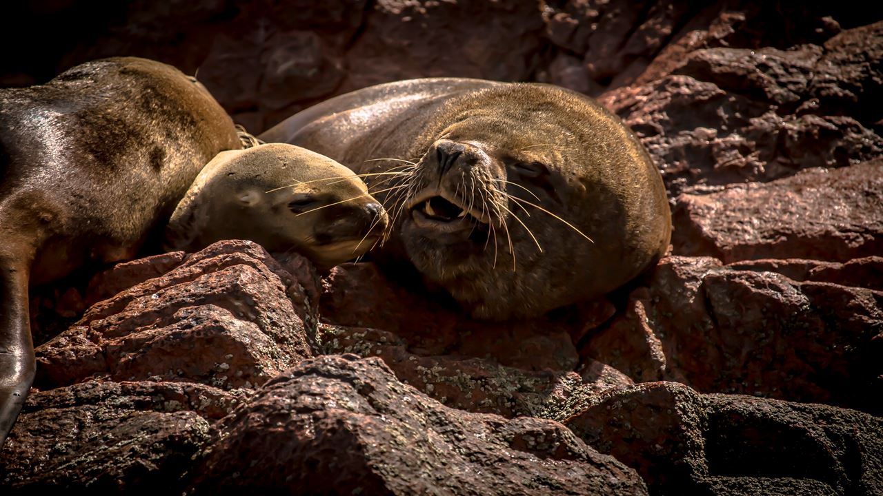Líneas De Nazca & Islas Ballestas foto 4