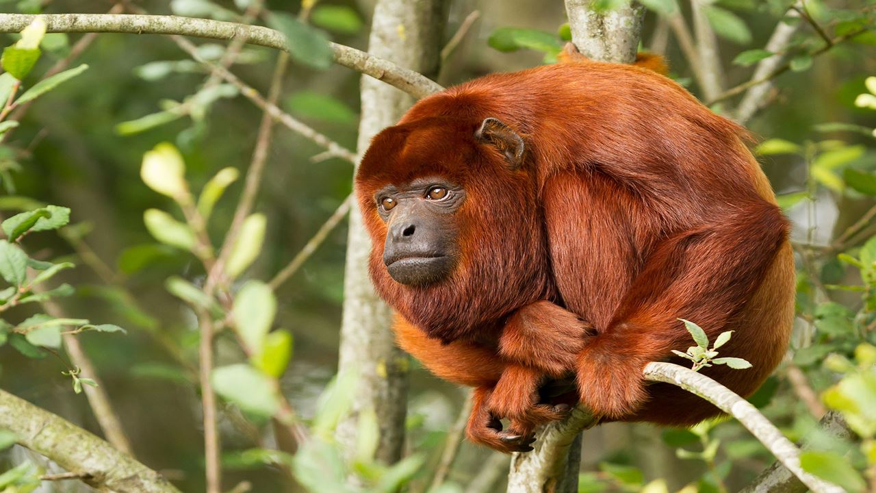 Excursão Clássica Ao Peru E À Floresta Amazônica foto 8