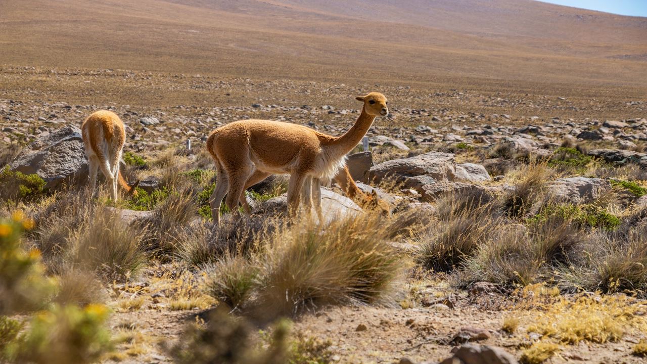 Viagem Ao Sul Do Peru foto 9