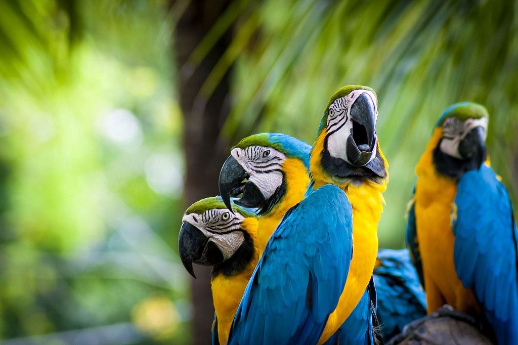 Excursão Clássica Ao Peru E À Floresta Amazônica
